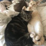 duo in a trio
