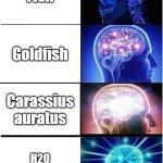 smortification | Fish; Goldfish; Carassius auratus; H20 organism of Au | image tagged in memes,expanding brain,funny,relatable,fish | made w/ Imgflip meme maker