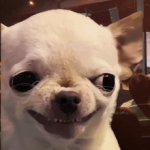 Evil Chihuahua Smiling