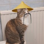 Sensei Cat