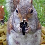 Squirrel with a gun