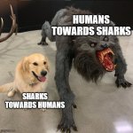 Disproportionate Retribution | Humans towards sharks; Sharks towards humans | image tagged in dog vs werewolf | made w/ Imgflip meme maker