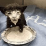 Cat in Milk Meme