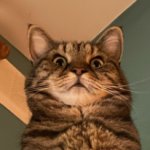 cat - pathetic Meme Template