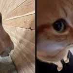 Horse and cat sideeyeing