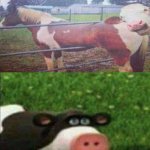 Perhaps cow | image tagged in perhaps cow | made w/ Imgflip meme maker