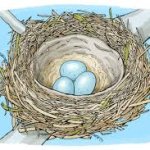Bird nest