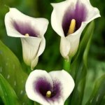 Calla Lilies