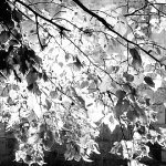 Plant Mirror Image Mode