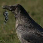Crow with keys meme
