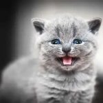 Meowing Kitten