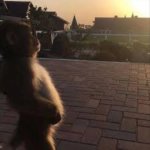 Monkey Sunset