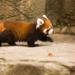 Red Panda Disgruntled Walk