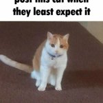 post this cat when they least expect it