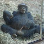 masturbating monkey