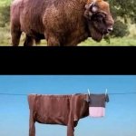 Buffalo and reality