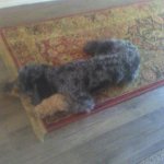 coco carver - image took on 4/5/2026 2:57pm