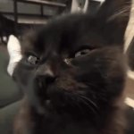Smug cat GIF Template
