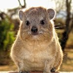 Hyrax