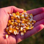 Handful of corn