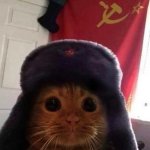 Cat with soviet union flag