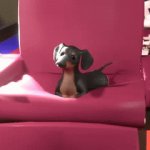 Dog of Wisdom II | image tagged in gifs,memes | made w/ Imgflip video-to-gif maker