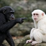 make a black monkey pointing at a white monkey