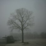 Tree Mirror Image Mode