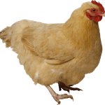 Orpington chicken