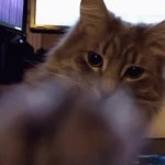 Cat GIF Template