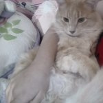 My irl cat<3 template