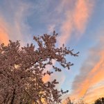 Cherry tree with sunset