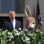 Trump Bunny