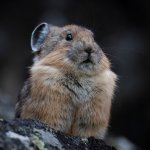 Suspicious Pika