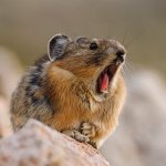 Yelling Pika