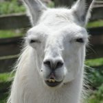 Drama llama