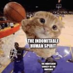 Indomitable human spirit cat