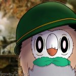 Rowlet stare