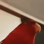 What did you say to my face!? | Whatchu say? | image tagged in gifs,bird stare | made w/ Imgflip video-to-gif maker