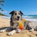 Dog chilling on the beach