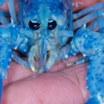 Blue Lobster