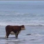 Cow at beach meme