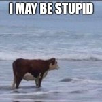 sometimes | I may be stupid | image tagged in cow at beach,cow,meme,funny | made w/ Imgflip meme maker