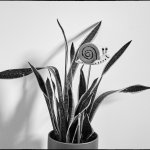 Plant A Small Mirror Image Mode