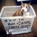 Chess | I blundered yet another game of chess | image tagged in box of shame dog | made w/ Imgflip meme maker
