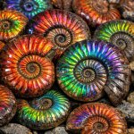 Madagascar Natural Rainbow Ammonite fossils