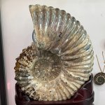 Madagascar Natural Rainbow Ammonite fossil meme