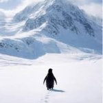 Nihilist Penguin