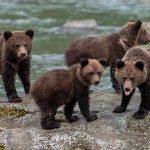 Four bears