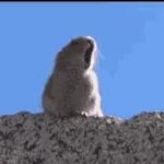 Rabbit shouting GIF Template